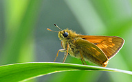 Large Skipper (Ochlodes sylvanus)